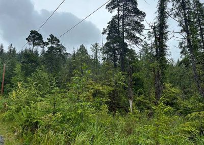 image of the trees on lot