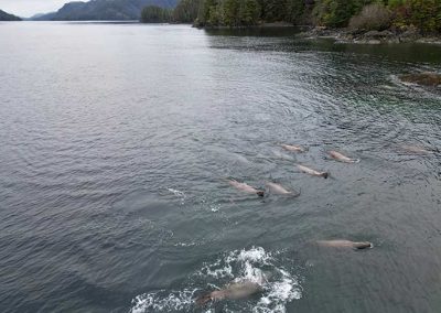 image of sea lions