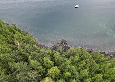 image of the top of the trees