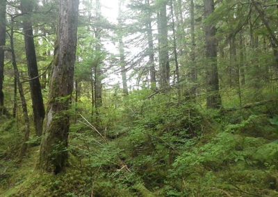 image of the woods