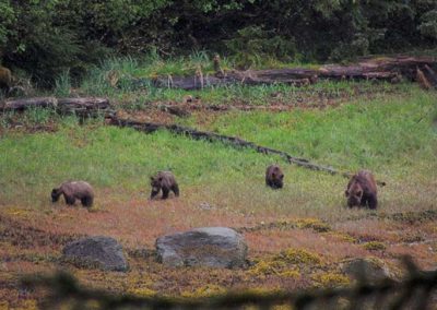 image of brown bears