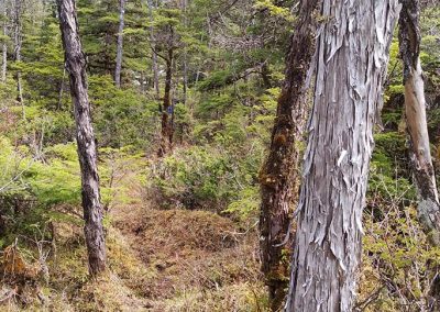 image of property behind cabin