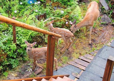image of a family of deer