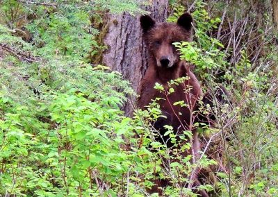 image of a brown bear