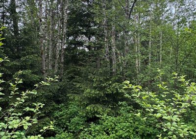 image of trees