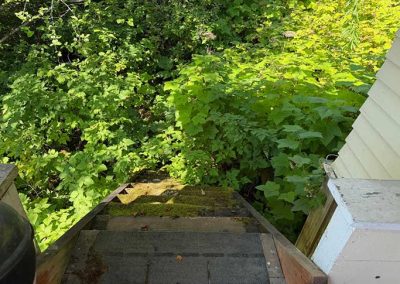 image of overgrown steps